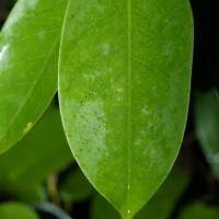 Doona disticha (Thwaites) Pierre